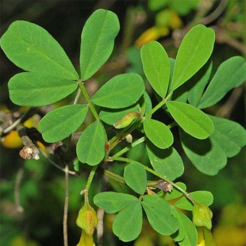 Hippocrepis emerus - Strauchkronwicke (Laub)