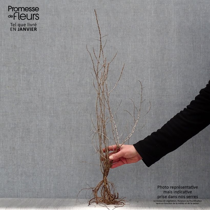 Exemplar von Sanddorn - Hippophae rhamnoides Wurzelnackt wie im Winter geliefert