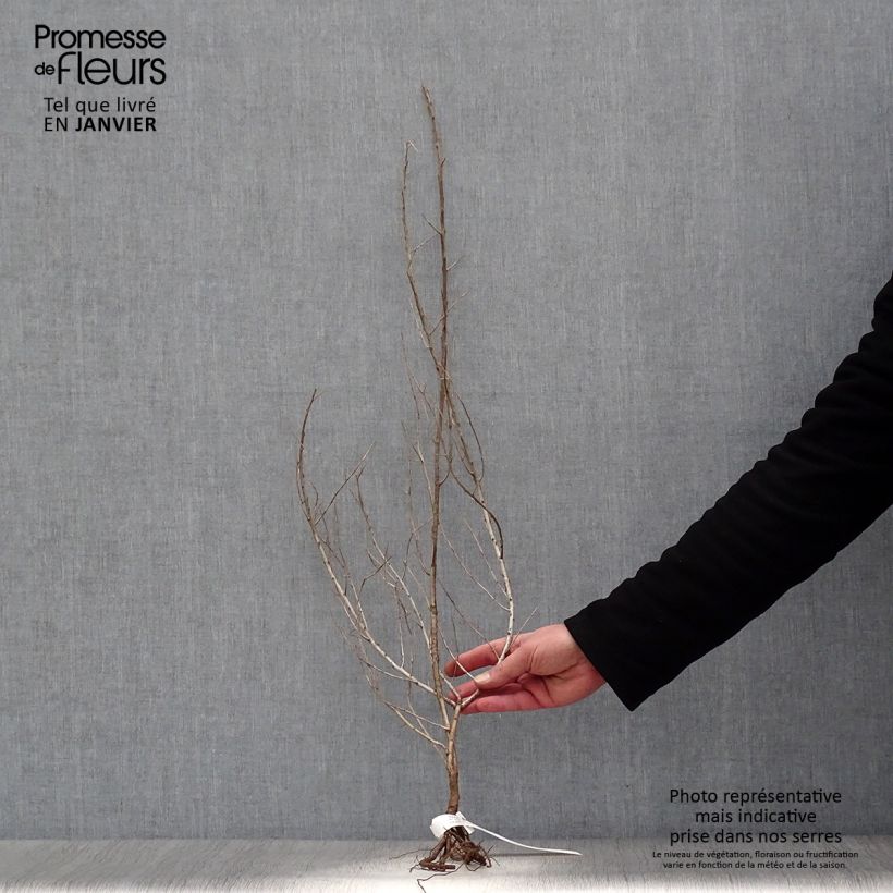 Exemplar von Sanddorn - Hippophae rhamnoides Wurzelnackt, Strauch wie im Winter geliefert