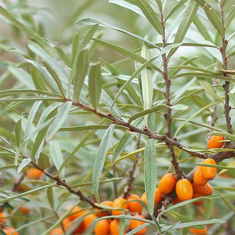 Sanddorn Friesdorfer Orange - Hippophae rhamnoides (Foliage)