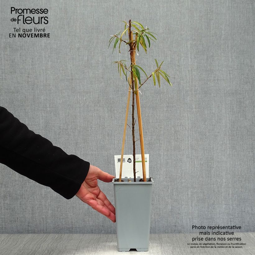Exemplar von Sanddorn Friesdorfer Orange - Hippophae rhamnoides Topf mit 1,5L/2L wie im Herbst geliefert