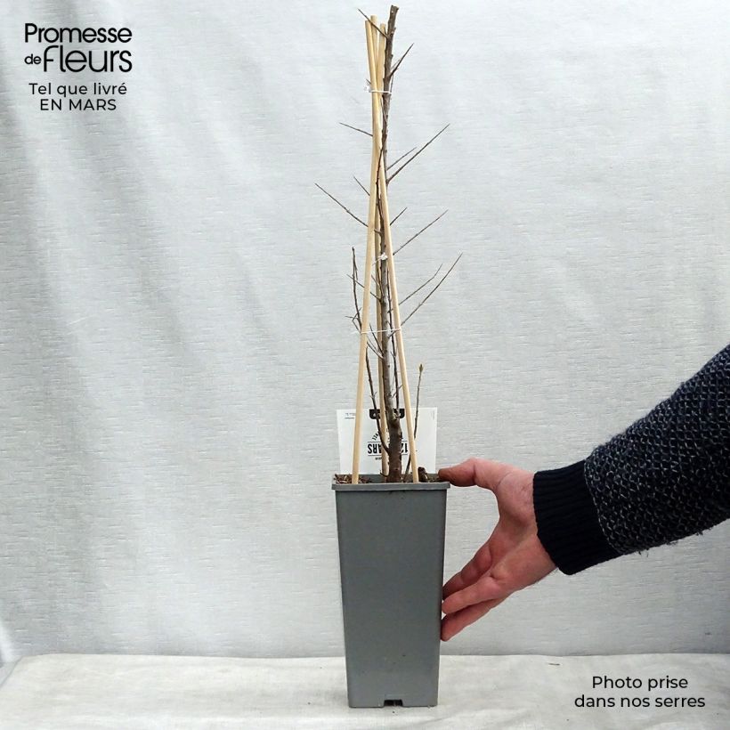 Example of Sanddorn Friesdorfer Orange - Hippophae rhamnoides Topf mit 1,5L/2L as you get in printemps