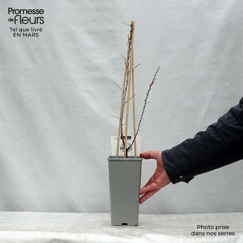 Exemplar von Sanddorn Leikora - Hippophae rhamnoides Topf mit 1,5L/2L wie im Frühjahr geliefert