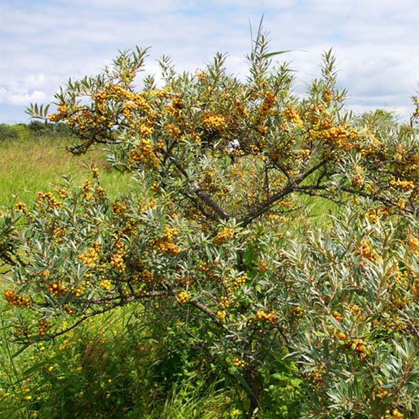 Sanddorn Leikora - Hippophae rhamnoides (Wuchs)