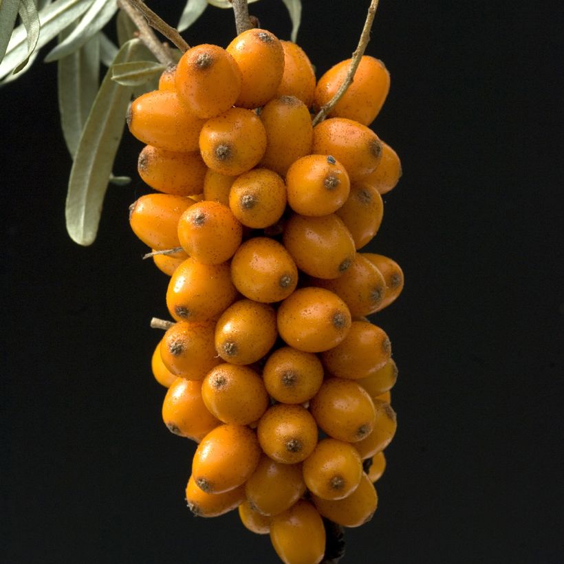 Sanddorn Leikora - Hippophae rhamnoides (Ernte)