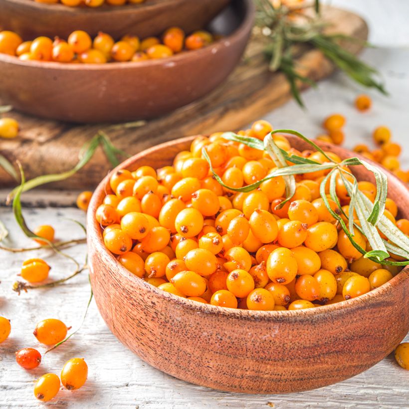 Sanddorn Orange Energy 'Hagebo' - Hippophae rhamnoides (Ernte)