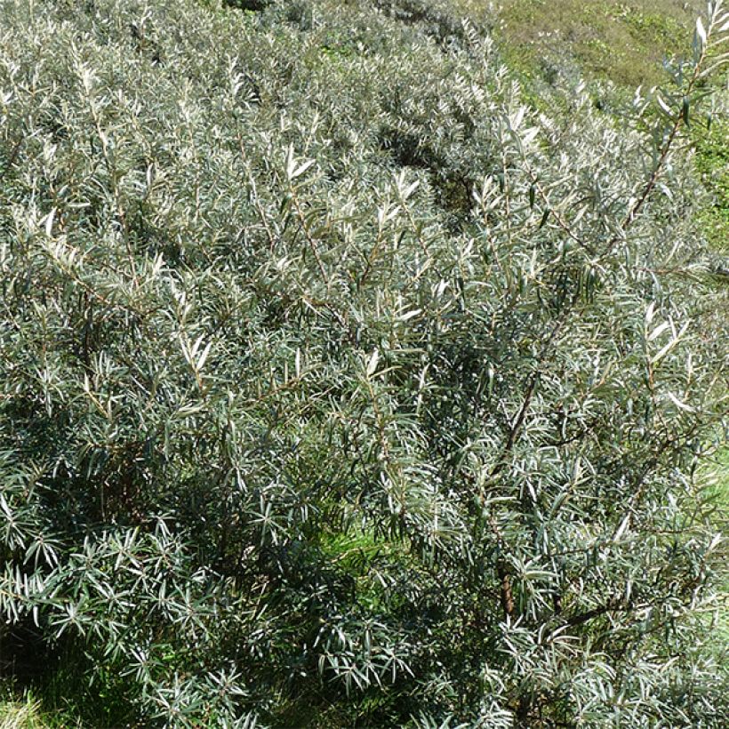 Sanddorn Pollmix - Hippophae rhamnoides (Foliage)