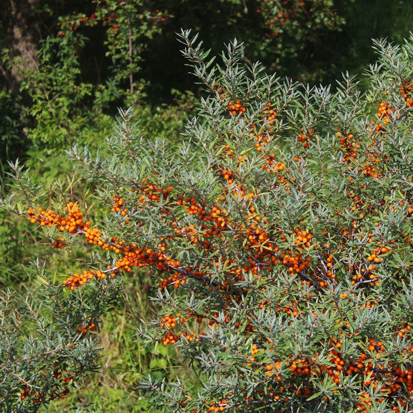 Sanddorn Sirola - Hippophae rhamnoides (Plant habit)