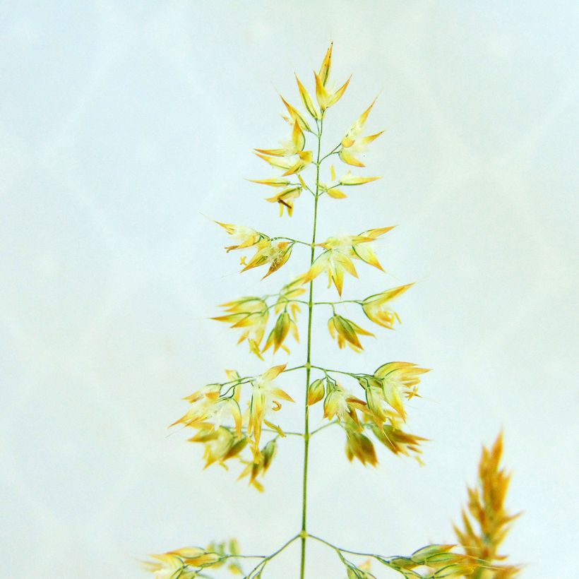 Holcus mollis Albovariegatus - Weiches Honiggras (Blüte)