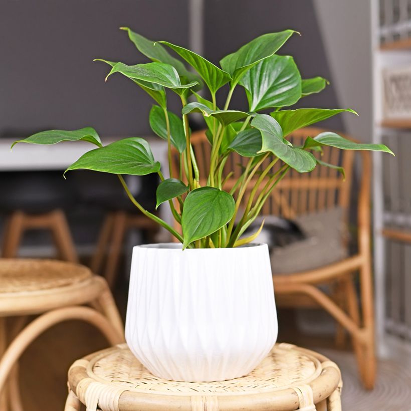 Homalomena Emerald Gem (Wuchs)