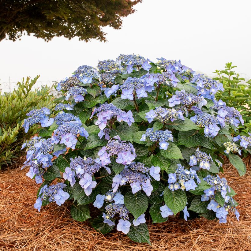 Hydrangea macrophylla Endless Summer Pop Star - Bauernhortensie (Wuchs)