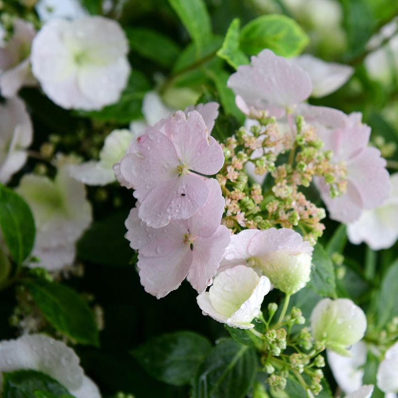 Hydrangea Runaway Bride - Girlanden-Hortensie (Flowering)
