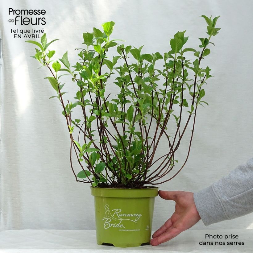 Example of Hydrangea Runaway Bride - Girlanden-Hortensie Topf mit 3L/4L as you get in printemps