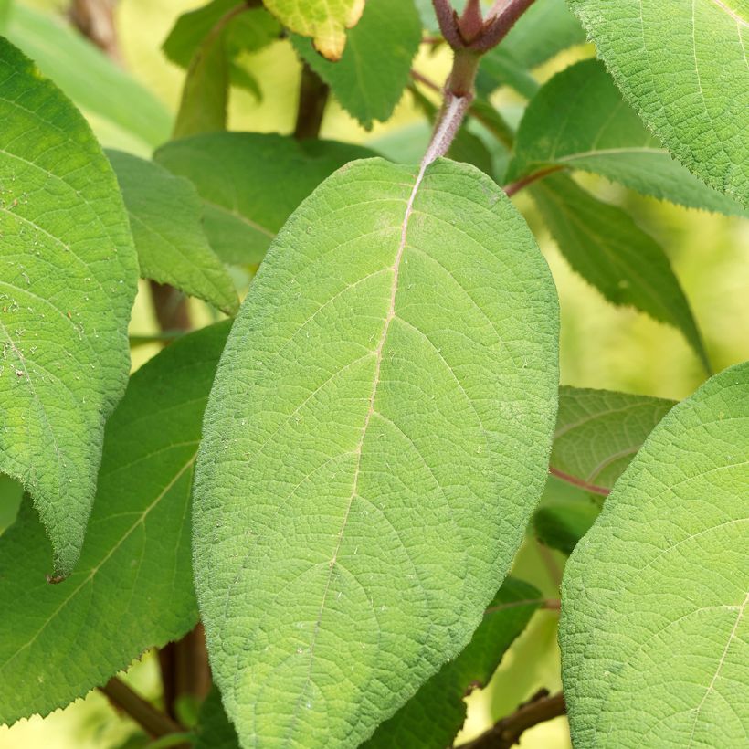 Hydrangea aspera Goldrush - Samthortensie (Laub)