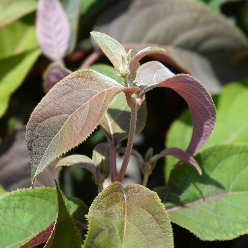 Hydrangea aspera Macrophylla - Samthortensie (Foliage)