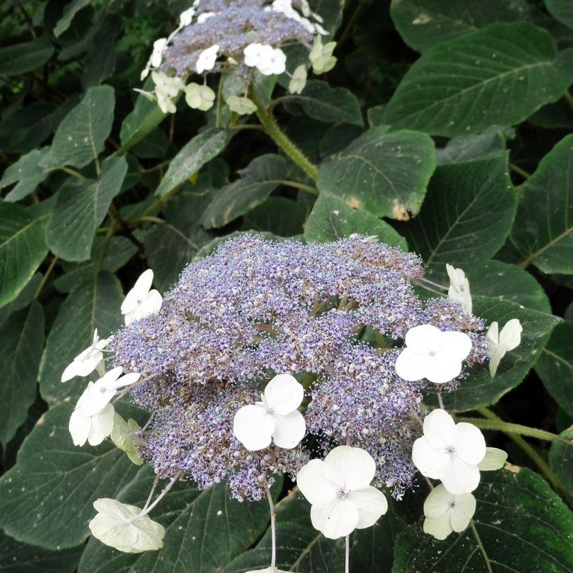 Hydrangea aspera Villosa - Samthortensie (Flowering)