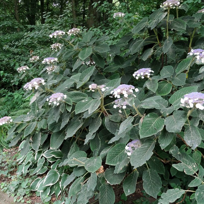 Hydrangea aspera Villosa - Samthortensie (Plant habit)