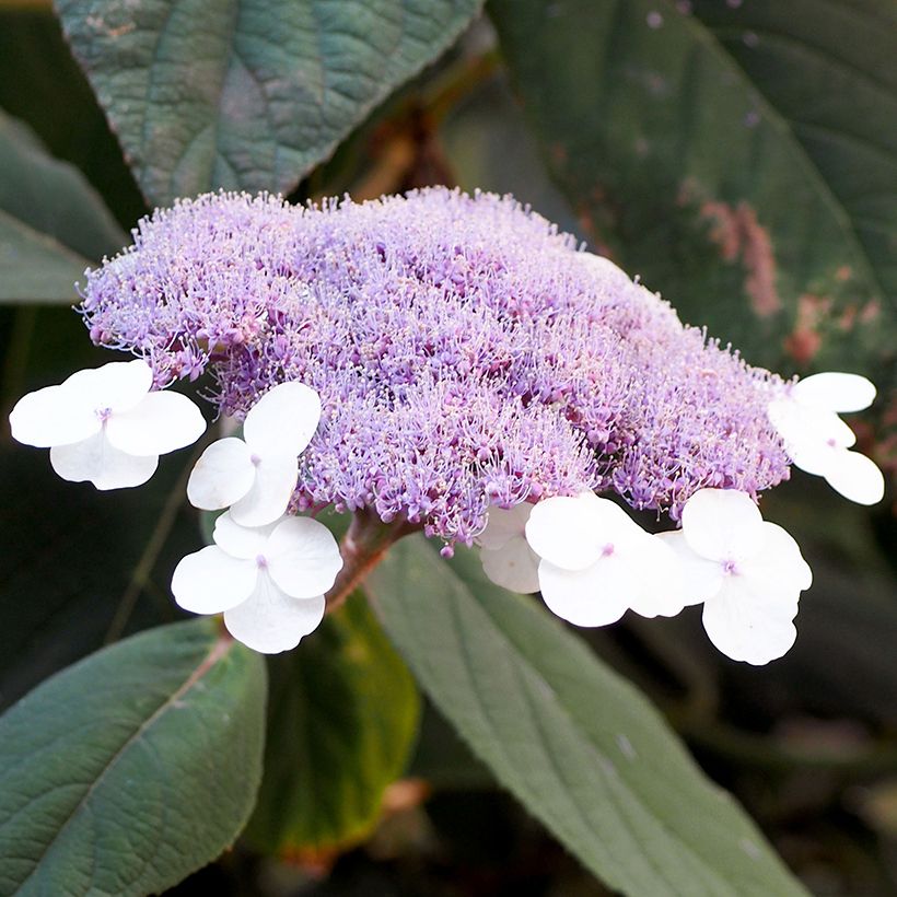 Hydrangea aspera Velvet & Lace - Samthortensie (Flowering)