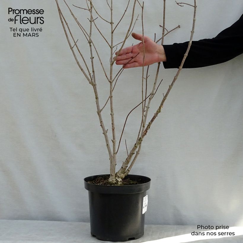 Example of Hydrangea heteromalla - Chinesische Hortensie Topf mit 7,5L/10L as you get in printemps