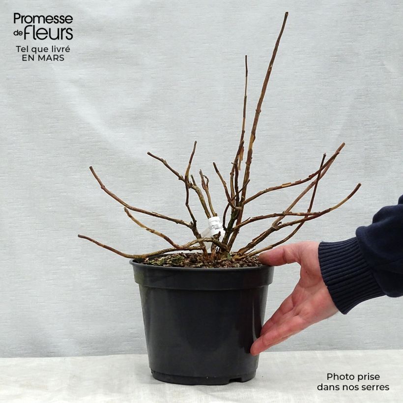 Example of Hydrangea involucrata Late Love - Hüllblatt-Hortensie Topf mit 3L/4L as you get in printemps