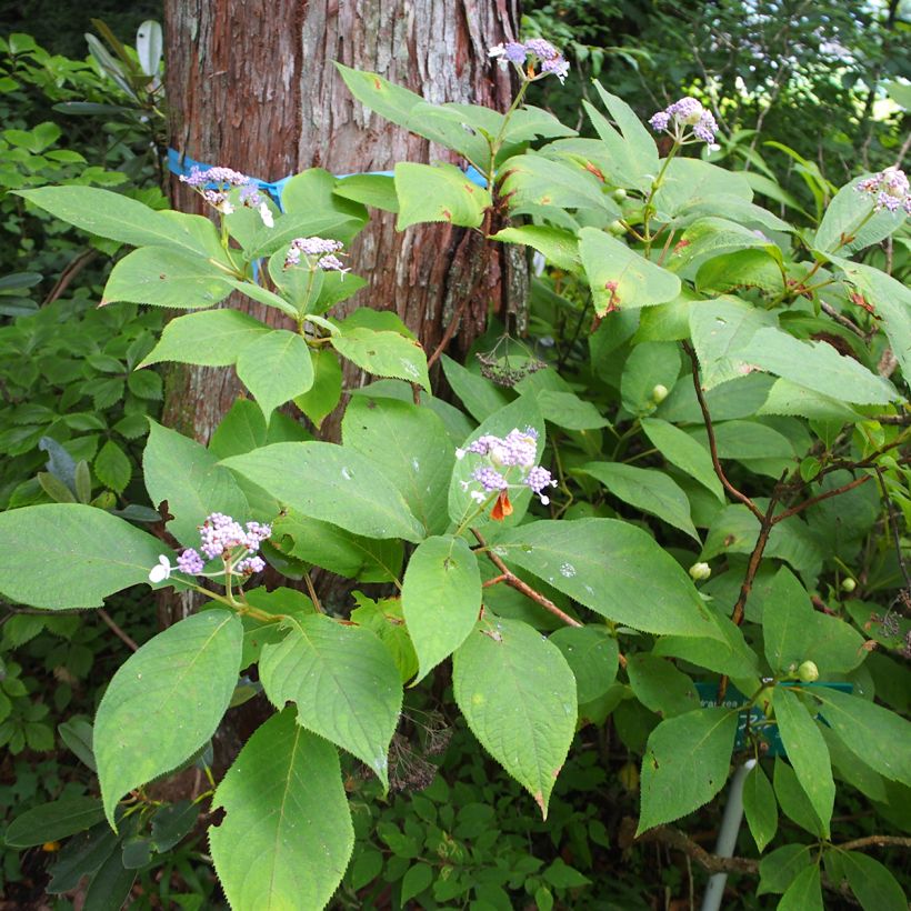 Hydrangea involucrata - Hüllblatt-Hortensie (Wuchs)