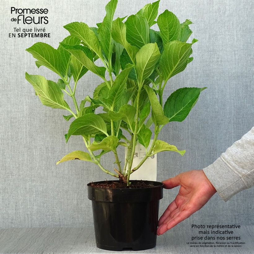 Exemplar von Hydrangea macrophylla Ayesha - Bauernhortensie Topf mit 2L/3L, Strauch wie im Herbst geliefert