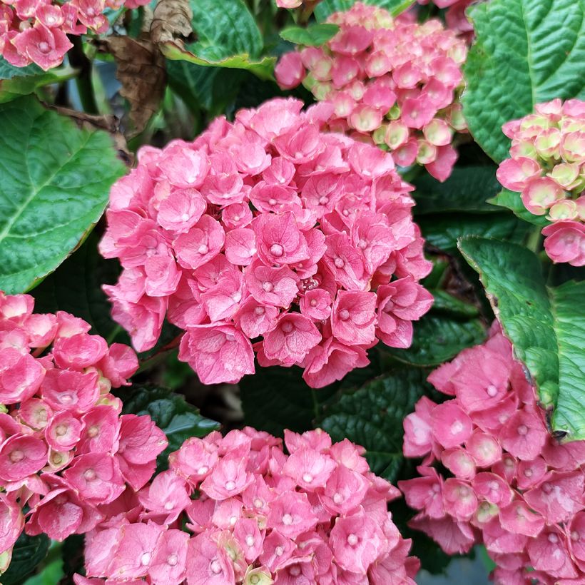 Hydrangea macrophylla Baron Rouge - Bauernhortensie (Flowering)