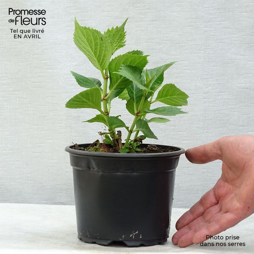 Example of Hydrangea macrophylla Baron Rouge - Bauernhortensie Topf mit 2L/3L as you get in printemps