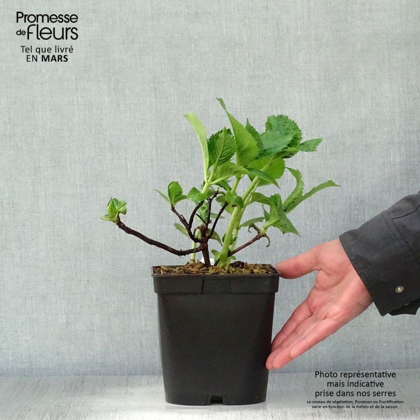 Example of Hydrangea macrophylla Beauté Vendômoise - Bauernhortensie Topf mit 2L/3L as you get in printemps