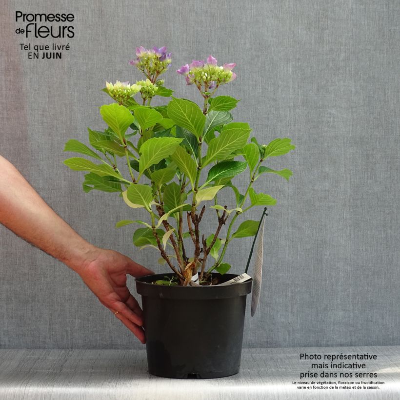 Exemplar von Hydrangea macrophylla Beautensia Spike - Bauernhortensie Topf mit 4L/5L wie im Frühjahr geliefert