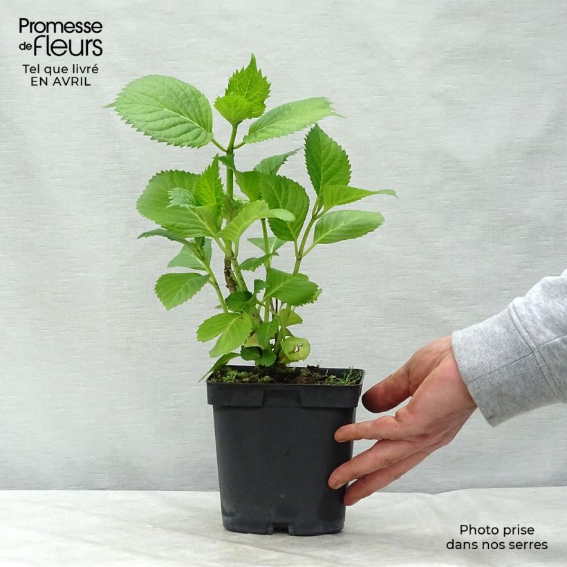 Example of Hydrangea macrophylla Benelux Blue - Bauernhortensie Topf mit 2L/3L, Strauch as you get in printemps