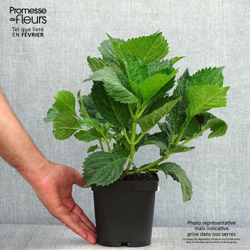 Exemplar von Hydrangea macrophylla Benelux Blue - Bauernhortensie Topf mit 2L/3L, Strauch wie im Herbst geliefert