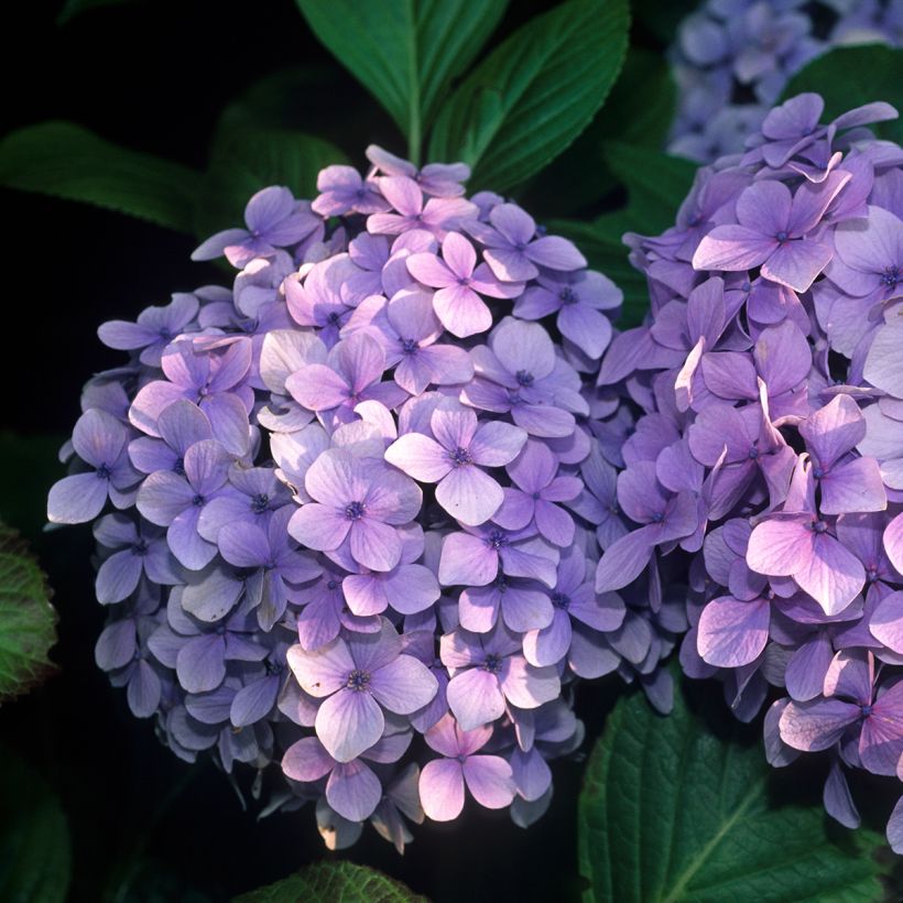 Hydrangea macrophylla Benelux Blue - Bauernhortensie (Flowering)