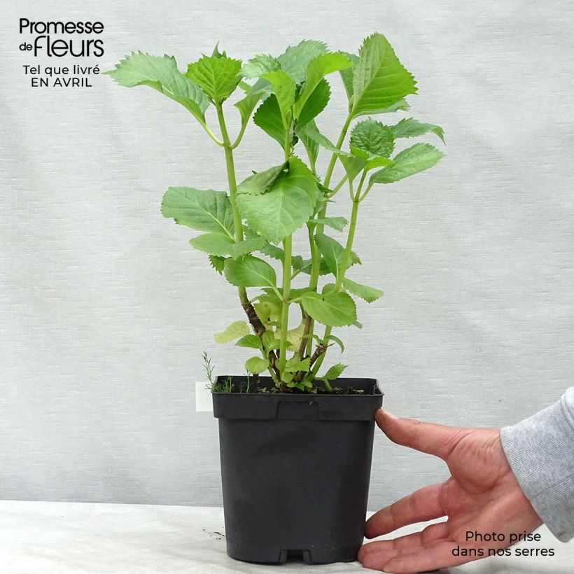 Example of Hydrangea macrophylla Benelux Pink - Bauernhortensie Topf mit 2L/3L, Strauch as you get in printemps