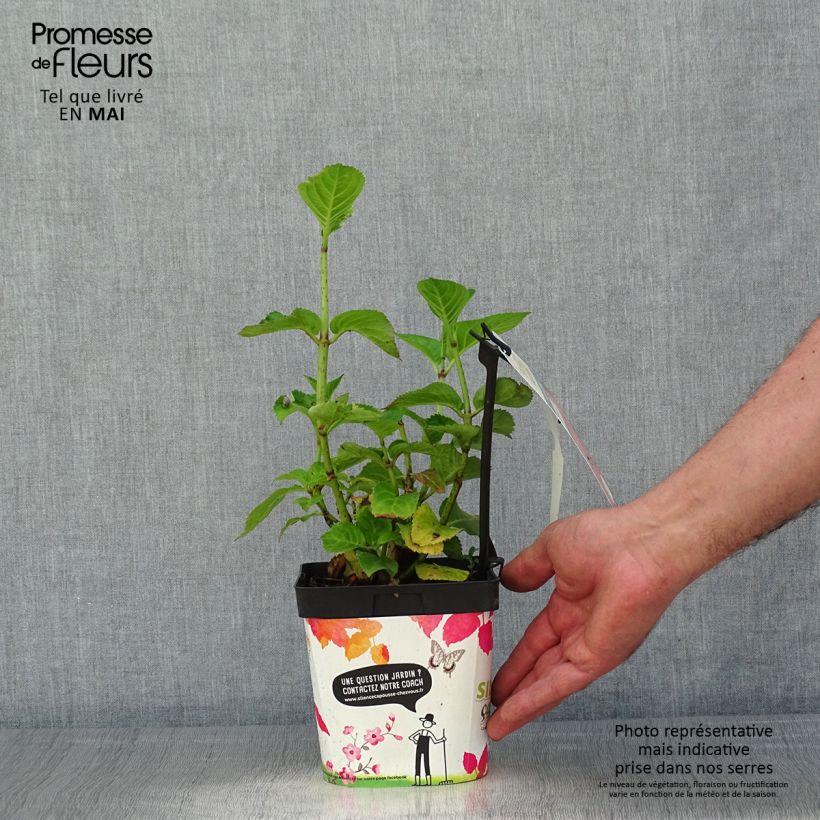 Example of Hydrangea macrophylla Big Data Pink - Bauernhortensie Topf mit 2L/3L, Strauch as you get in printemps