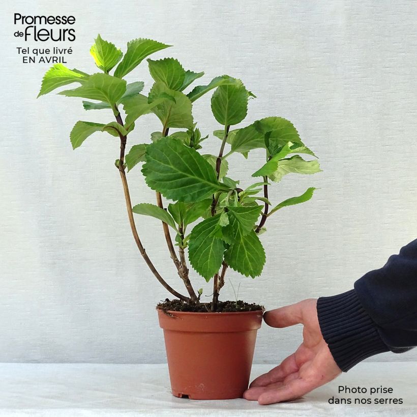 Example of Hydrangea macrophylla Black Steel Zebra - Bauernhortensie Topf mit 2L/3L as you get in printemps