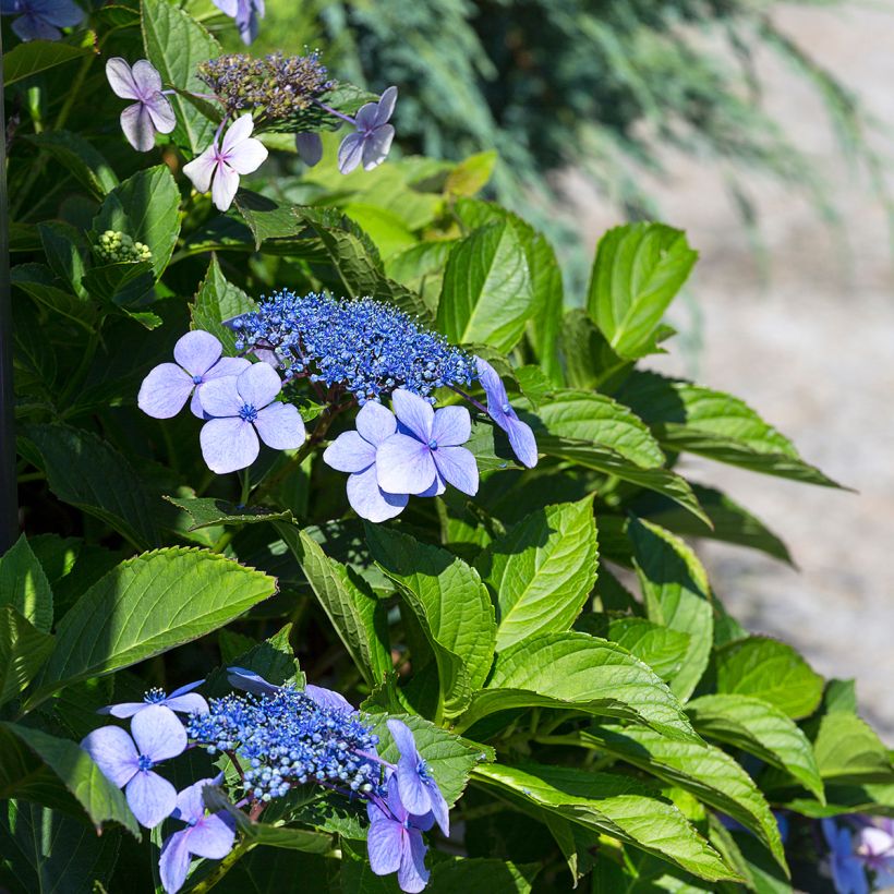 Hydrangea macrophylla Blaumeise - Bauernhortensie (Flowering)