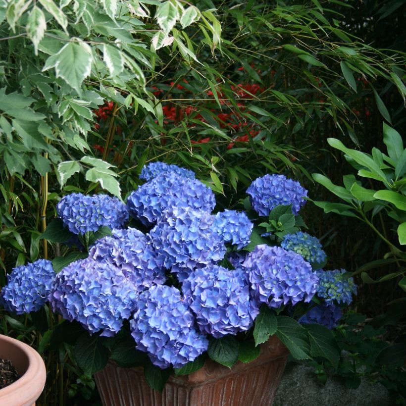 Hydrangea macrophylla Blaumeise - Bauernhortensie (Plant habit)