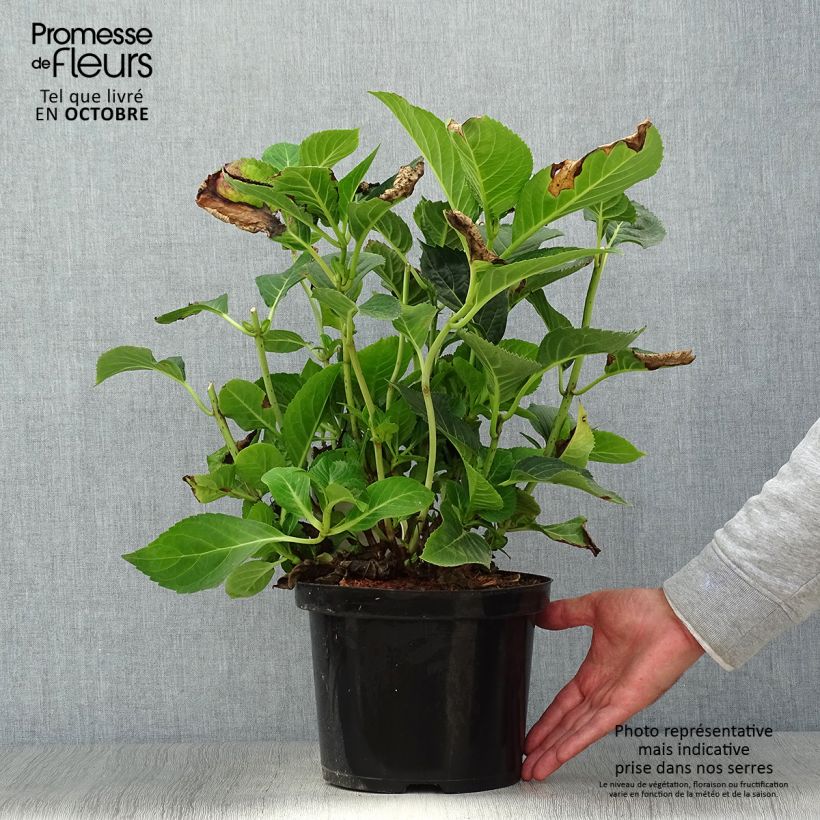 Exemplar von Hydrangea macrophylla Blue Sky - Bauernhortensie Topf mit 4L/5L wie im Herbst geliefert