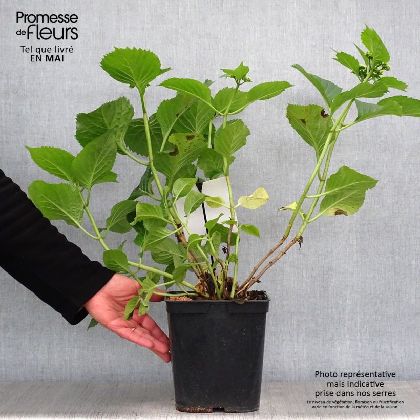 Example of Hydrangea macrophylla Blue Sky - Bauernhortensie Topf mit 4L/5L as you get in printemps