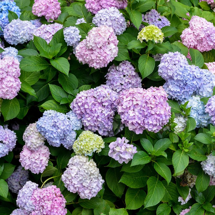Hydrangea macrophylla Bodensee - Bauernhortensie (Flowering)