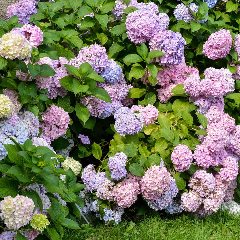 Hydrangea macrophylla Bodensee - Bauernhortensie (Plant habit)