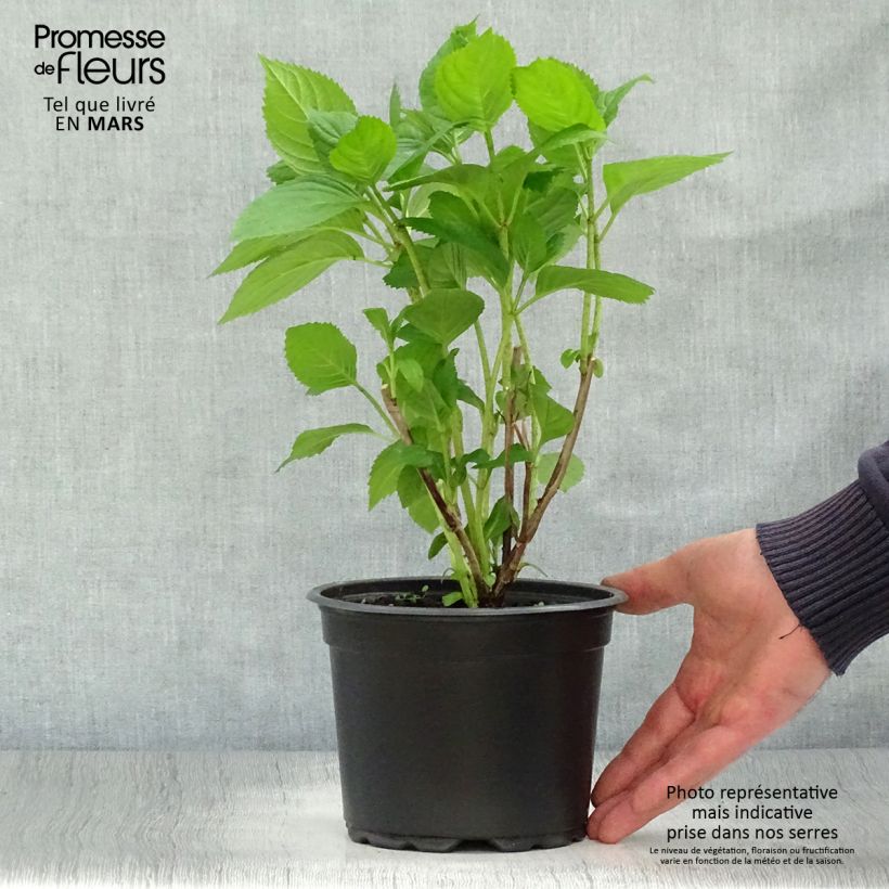 Example of Hydrangea macrophylla Bouquet Rose - Bauernhortensie Topf mit 2L/3L as you get in printemps