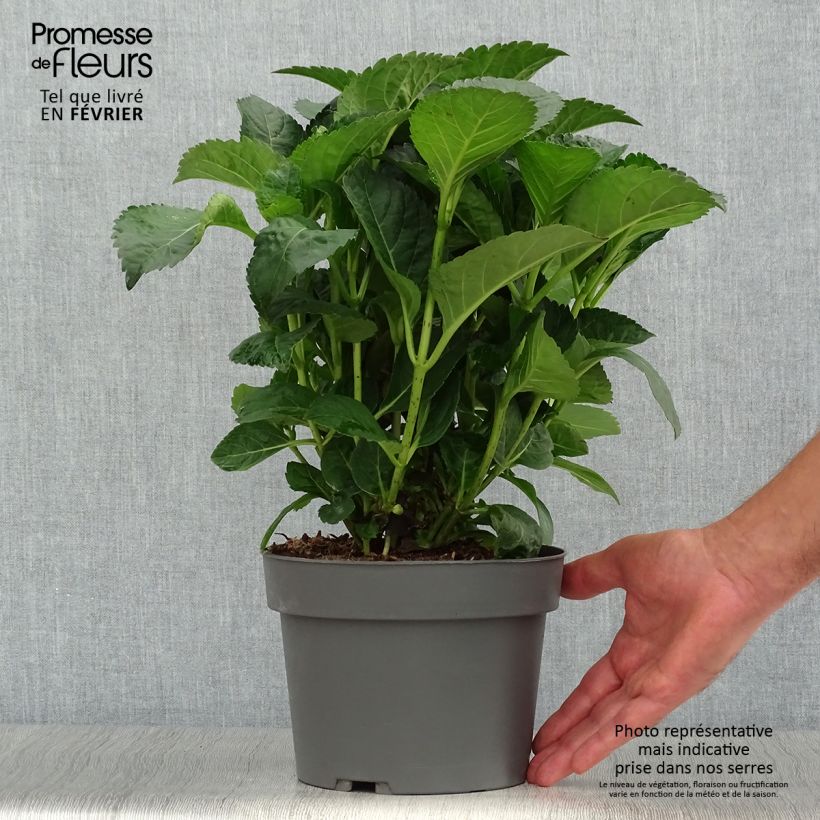 Exemplar von Hydrangea macrophylla Caipirinha - Bauernhortensie Topf mit 2L/3L wie im Herbst geliefert