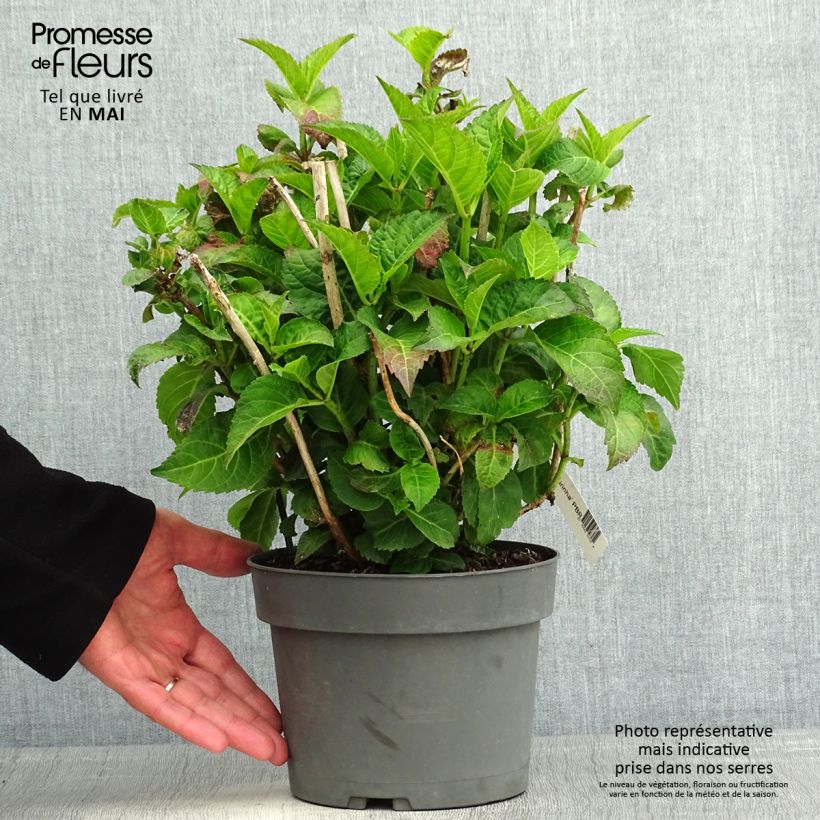 Example of Hydrangea macrophylla Caipirinha - Bauernhortensie Topf mit 2L/3L as you get in printemps