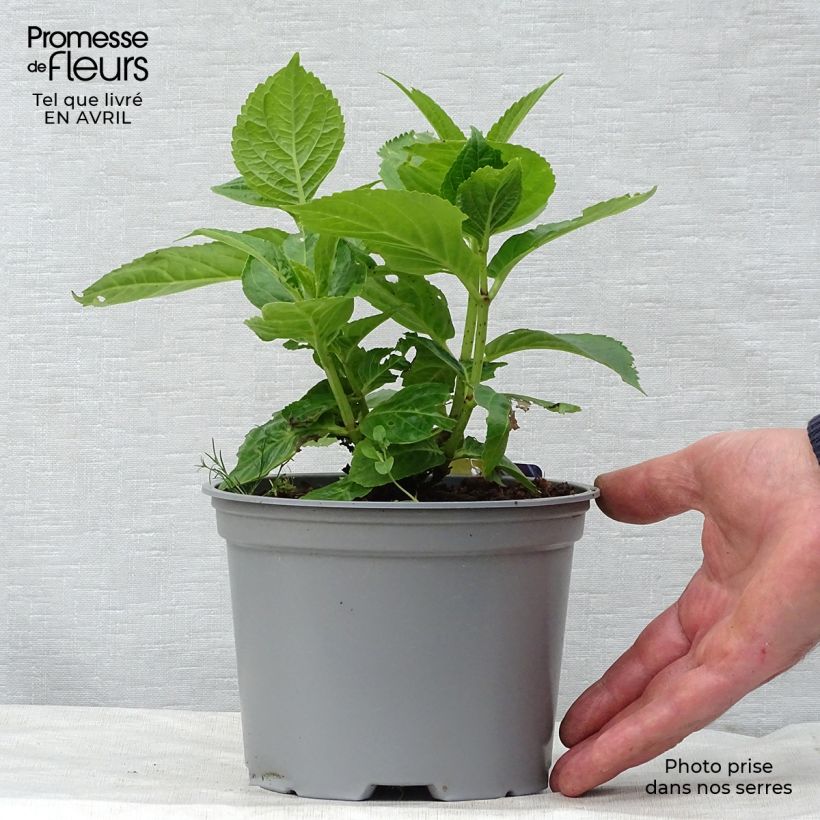 Example of Hydrangea macrophylla Curly Sparkle Blue - Bauernhortensie Topf mit 2L/3L as you get in printemps