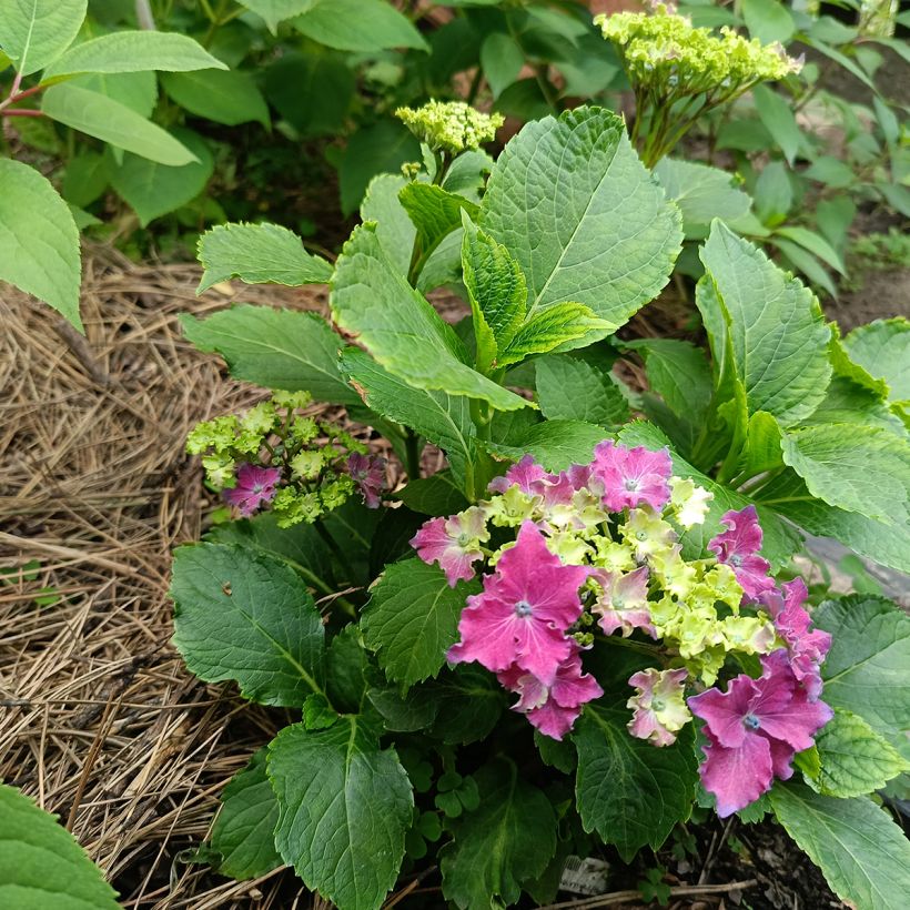 Hydrangea macrophylla Curly Sparkle Red - Bauernhortensie (Plant habit)