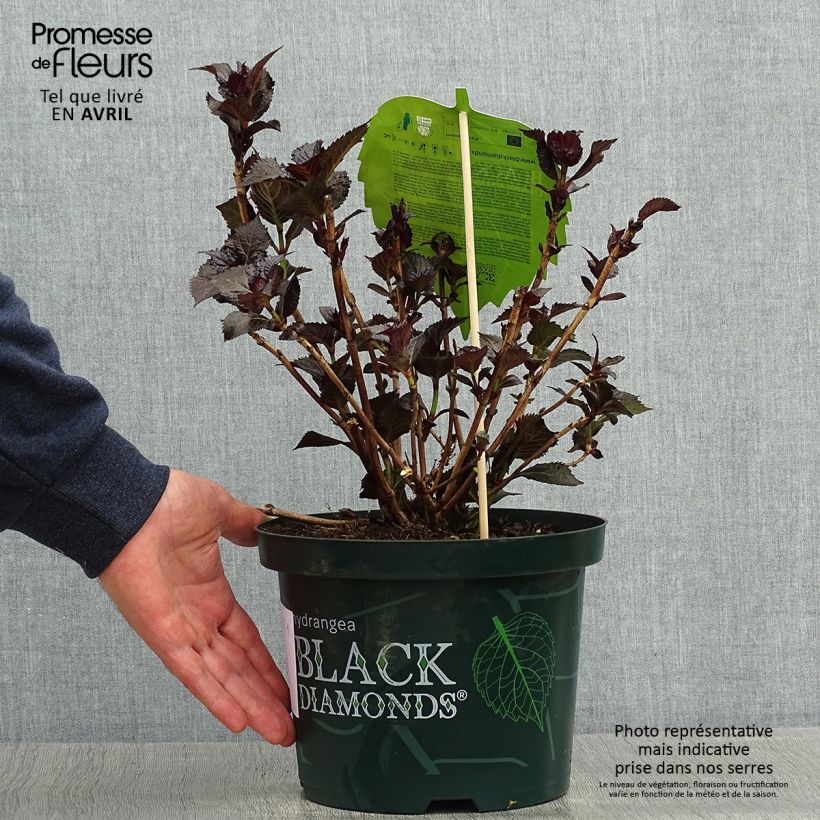 Example of Hydrangea macrophylla Dark Angel Purple - Bauernhortensie Topf mit 2L/3L as you get in printemps