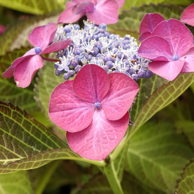 Hydrangea macrophylla Dark Angel Purple - Bauernhortensie (Flowering)
