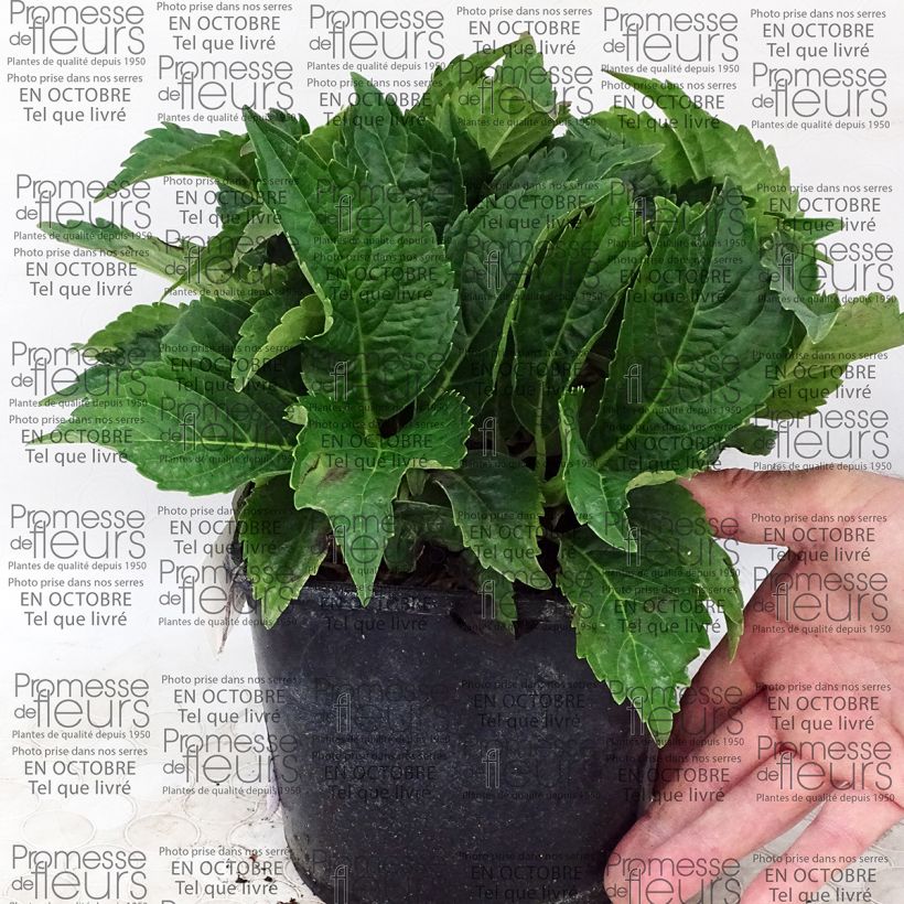 Beispiel eines Exemplars von Hydrangea macrophylla Dolce Farfalle - Bauernhortensie Topf mit 2L/3L wie geliefert